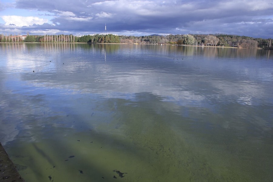 See mit grünlich getrübtem Wasser durch Blaualgen