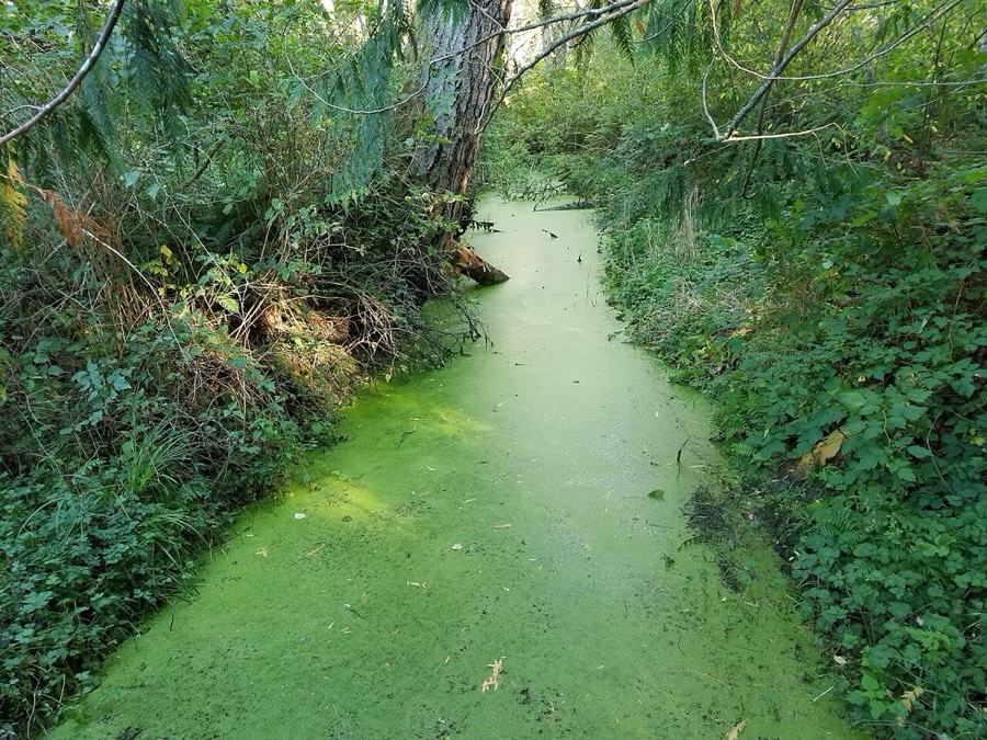 Das Wasser ist flächig grün eingefärbt wie verschüttete Farbe, ohne erkennbare einzelne Pflanzenteile