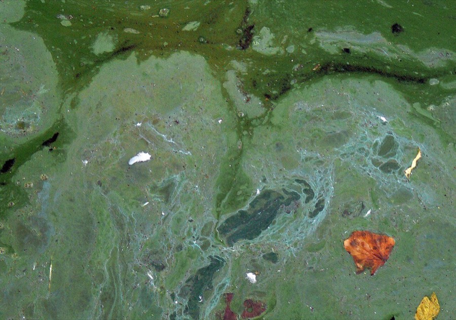Dichter blaugrüner Blaualgen-Teppich auf der Wasseroberfläche mit türkisfarbenen Verwirbelungen