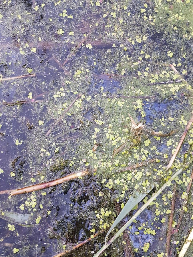 Wasserlinsen auf einem Teich: einzelne kleine ovale Blättchen schwimmen auf der Wasseroberfläche