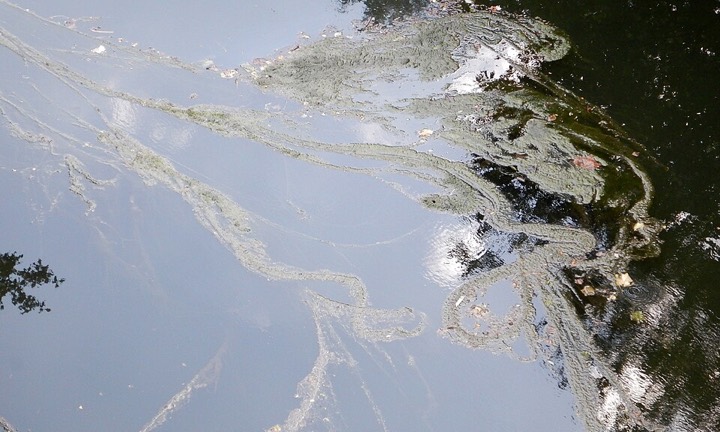 Graugrüne Fadenalgen-Watten treiben in weichen Bögen auf einem Kanal in Lille
