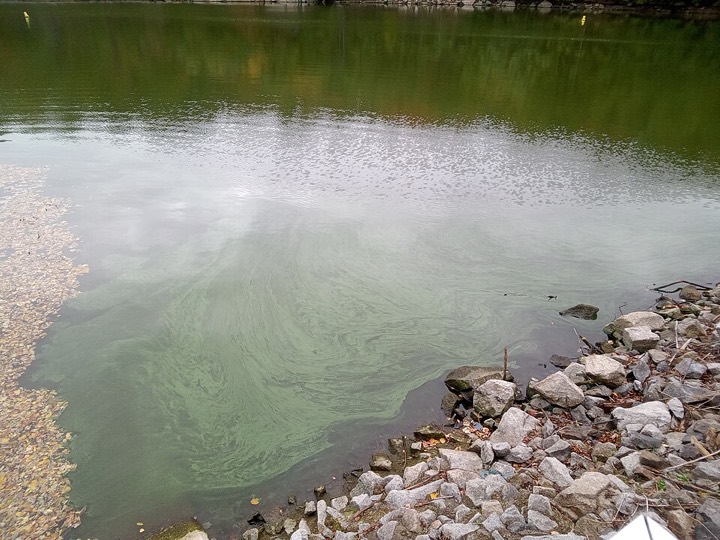 Grüne Schlieren einer Blaualgenblüte am Steinufer der Talsperre Bautzen