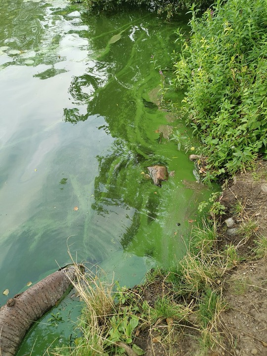 Grüne Schlieren einer Blaualgenblüte am Ufer des Ziegelsees in Mölln