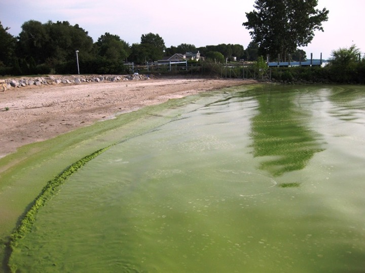 Grün gefärbtes Wasser am Badestrand von Catawba Island am Lake Erie mit dickem grünem Wulst am Wellensaum