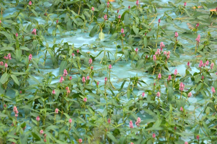 Milchig-türkises Wasser einer Blaualgenblüte zwischen blühendem Wasser-Knöterich im Burn of Burrafirth auf Shetland