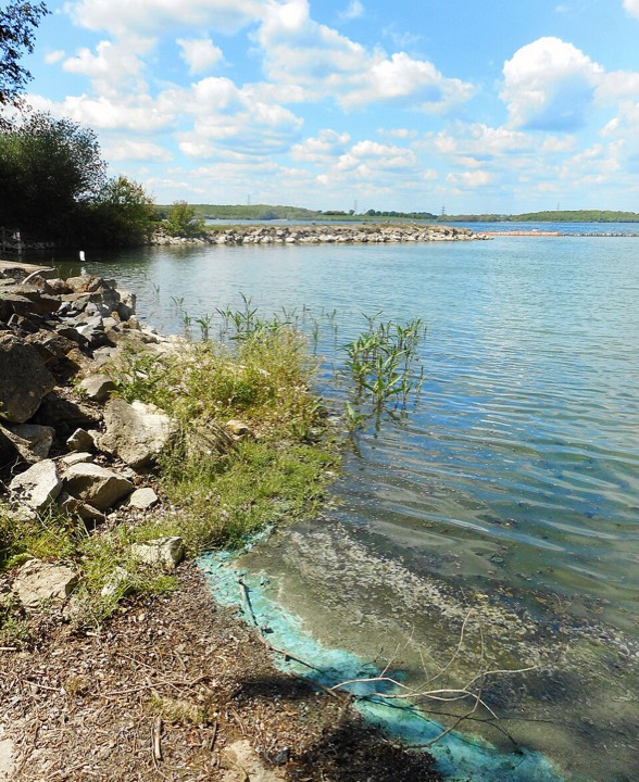 Türkisblauer Algenbelag am Spülsaum des Stausees Grafham Water in England