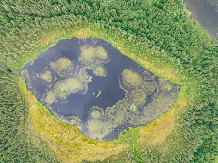 Luftbild eines Waldsees in Karelien mit grünen Wasserlinsen-Inseln auf dunklem Wasser