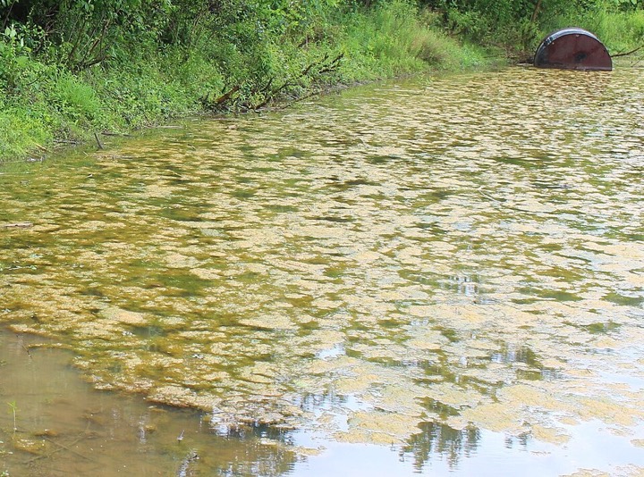 Bräunlich-beige Oberflächenmatten einer Blaualgenblüte auf einem Teich in einem US-Nationalpark