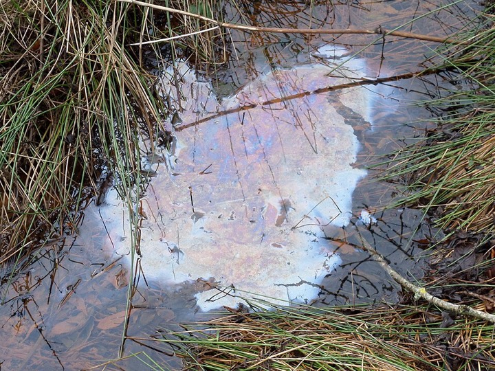 Schillernder, in Schollen zerbrochener Belag von Eisenbakterien auf einem Tümpel in Schottland