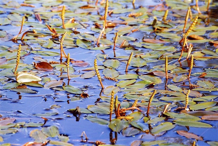 Schwimmendes Laichkraut mit Schwimmblättern und Blütenähren auf einem Teich