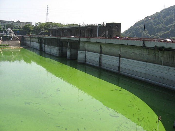 Massenentwicklung von Blaualgen färbt den ganzen Tsukui-See in Japan leuchtend gelbgrün