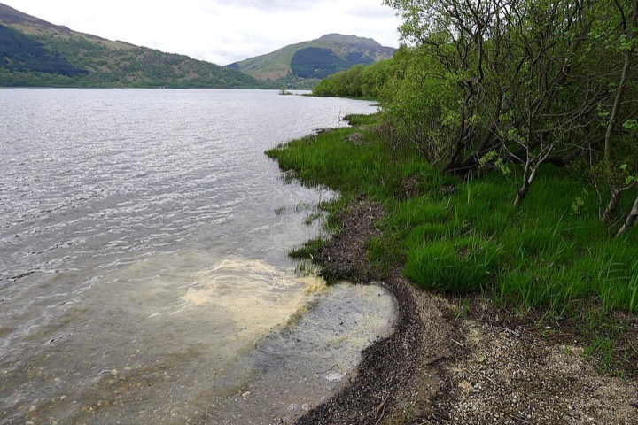 Gelber Pollenschaum, der am Kiesufer von Loch Lomond angespült ist